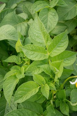 Yeşil yapraklar arka plan olarak patates yakın