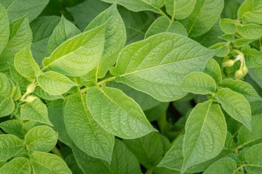 Yeşil yapraklar arka plan olarak patates yakın