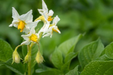 Patates çiçekleri ve yeşil yapraklar. Hollanda'da patates tarlası