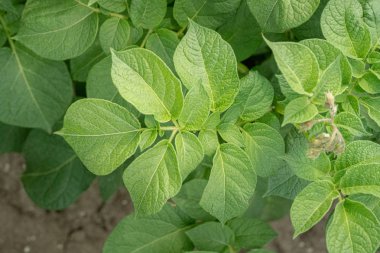 Yeşil yapraklar arka plan olarak patates yakın