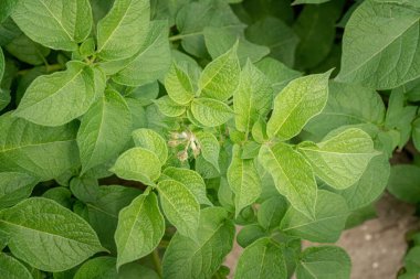 Yeşil yapraklar arka plan olarak patates yakın