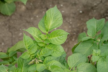 Yeşil yapraklar arka plan olarak patates yakın