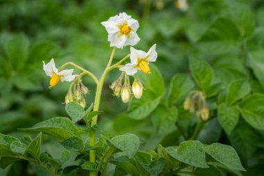Patates çiçekleri ve yeşil yapraklar. Hollanda'da patates tarlası