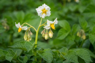 Patates çiçekleri ve yeşil yapraklar. Hollanda'da patates tarlası
