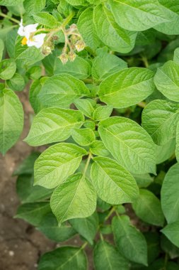 Yeşil yapraklar arka plan olarak patates yakın