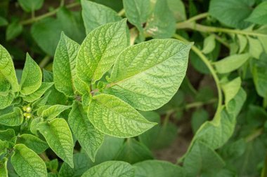 Yeşil yapraklar arka plan olarak patates yakın