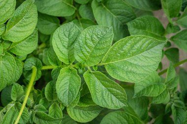 Yeşil yapraklar arka plan olarak patates yakın