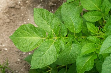 Yeşil yapraklar arka plan olarak patates yakın