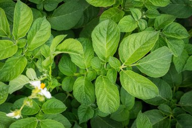 Yeşil yapraklar arka plan olarak patates yakın