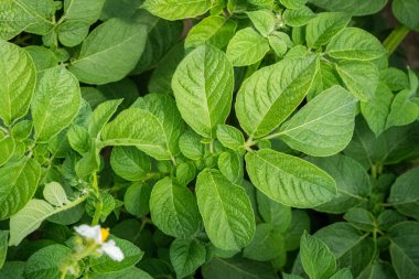 Yeşil yapraklar arka plan olarak patates yakın