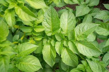 Yeşil yapraklar arka plan olarak patates yakın