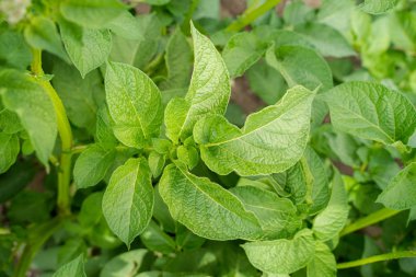 Yeşil yapraklar arka plan olarak patates yakın