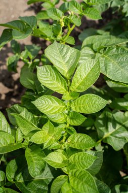 Yeşil yapraklar arka plan olarak patates yakın