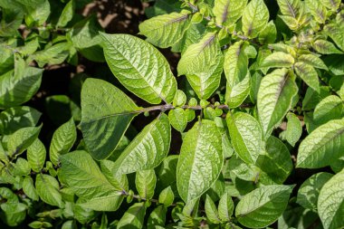 Yeşil yapraklar arka plan olarak patates yakın