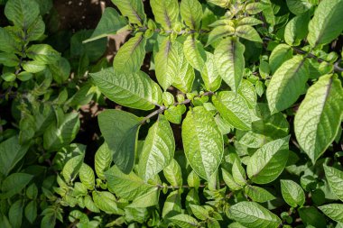 Yeşil yapraklar arka plan olarak patates yakın