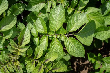 Yeşil yapraklar arka plan olarak patates yakın