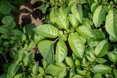 Yeşil yapraklar arka plan olarak patates yakın