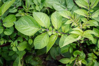 Yeşil yapraklar arka plan olarak patates yakın