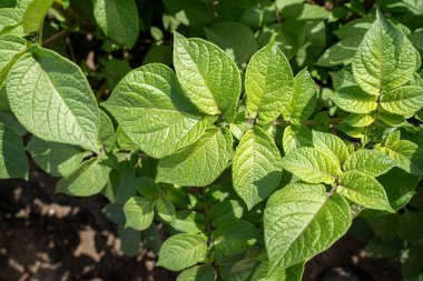 Yeşil yapraklar arka plan olarak patates yakın