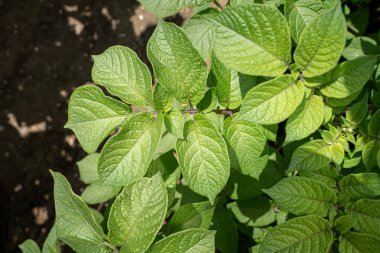 Yeşil yapraklar arka plan olarak patates yakın