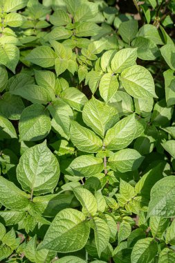 Yeşil yapraklar arka plan olarak patates yakın