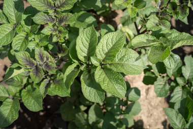 Yeşil yapraklar arka plan olarak patates yakın