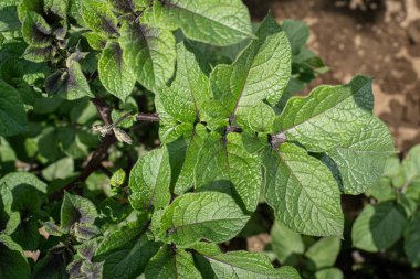 Yeşil yapraklar arka plan olarak patates yakın