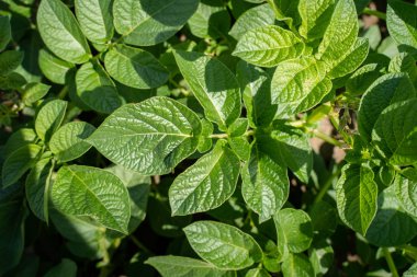 Yeşil yapraklar arka plan olarak patates yakın