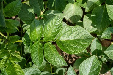 Yeşil yapraklar arka plan olarak patates yakın