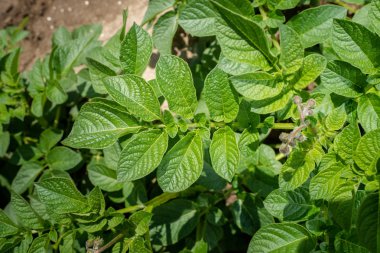 Yeşil yapraklar arka plan olarak patates yakın