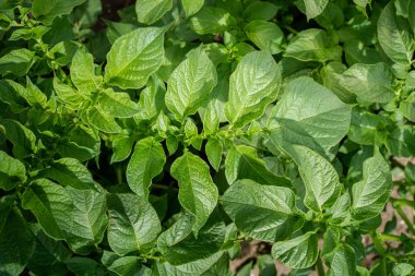 Yeşil yapraklar arka plan olarak patates yakın