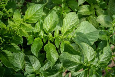 Yeşil yapraklar arka plan olarak patates yakın
