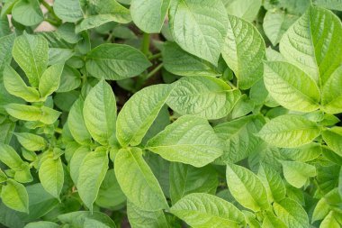 Yeşil yapraklar arka plan olarak patates yakın