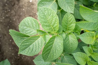 Yeşil yapraklar arka plan olarak patates yakın