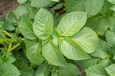 Yeşil yapraklar arka plan olarak patates yakın