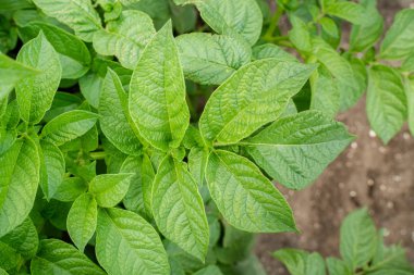 Yeşil yapraklar arka plan olarak patates yakın