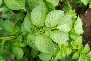 Yeşil yapraklar arka plan olarak patates yakın