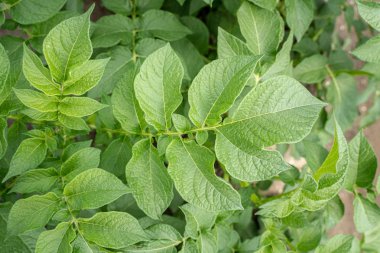 Yeşil yapraklar arka plan olarak patates yakın