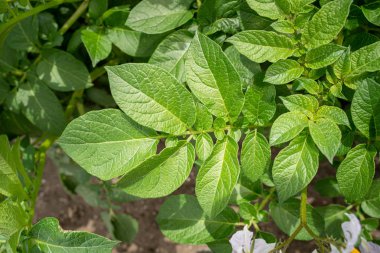 Yeşil yapraklar arka plan olarak patates yakın