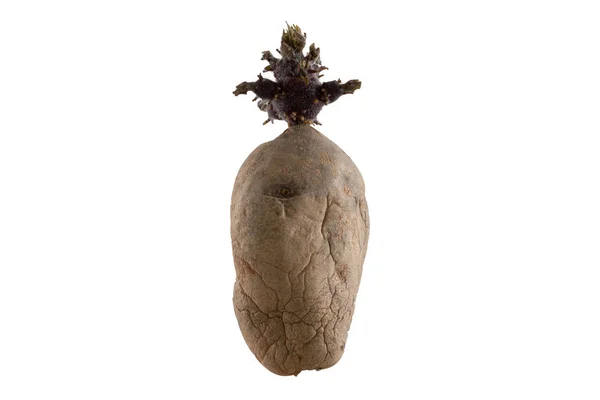 Естественно прорастил семенной картофель на белом фоне — стоковое фото