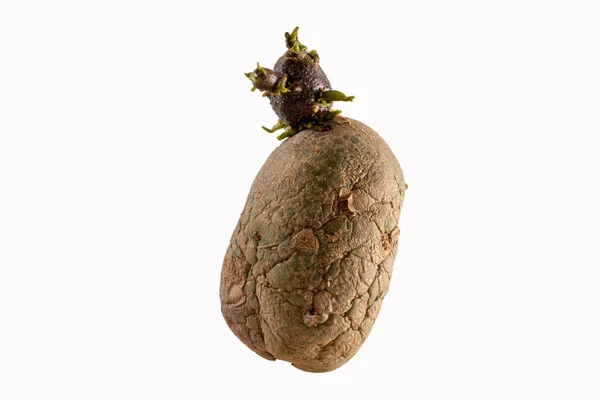 Naturally sprouted seed potato on white background — Stock Photo, Image