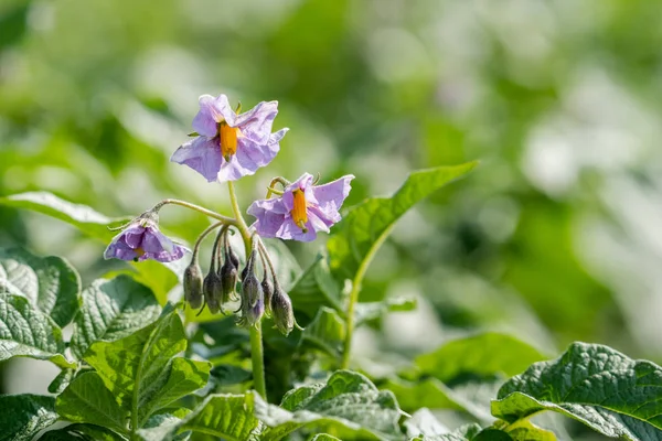 Potato flowers and green leaves. Potato field in the Netherlands