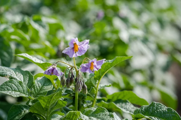 Potato flowers and green leaves. Potato field in the Netherlands