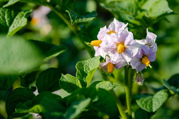 Aardappel bloemen en groene bladeren. Aardappelveld in Nederland — Stockfoto