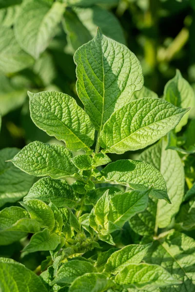 Yeşil yapraklar arka plan olarak patates yakın