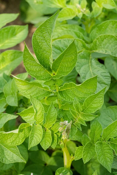 Yeşil yapraklar arka plan olarak patates yakın