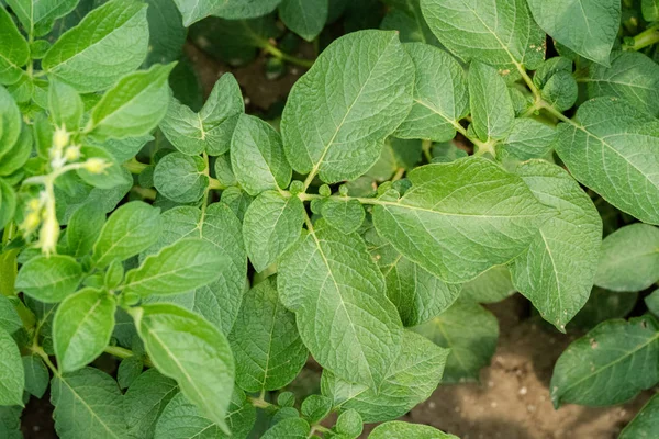 Yeşil yapraklar arka plan olarak patates yakın