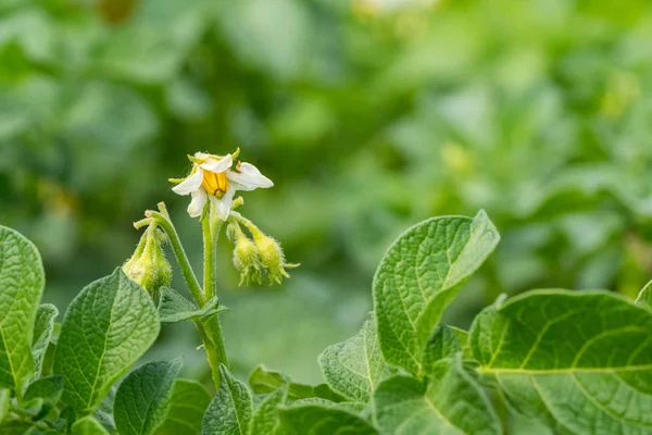 Potato flowers and green leaves. Potato field in the Netherlands