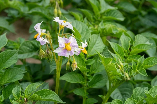 Potato flowers and green leaves. Potato field in the Netherlands