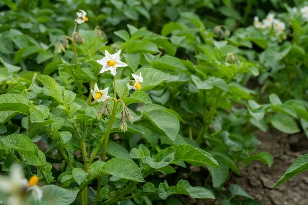 Potato flowers and green leaves. Potato field in the Netherlands